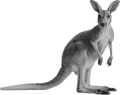 Amazon AWS Linux Website Hosting